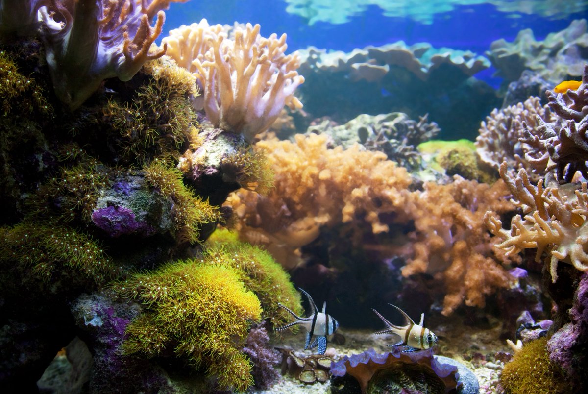 Compuestos de origen marino como algas, peces y esponjas poseen propiedades antitumorales, antivirales, antibacterianas o antiinflamatorias. Un nuevo libro plantea cómo el país puede transformar, de manera sustentable, ese capital biológico en innovación. shorturl.at/Ekh3S