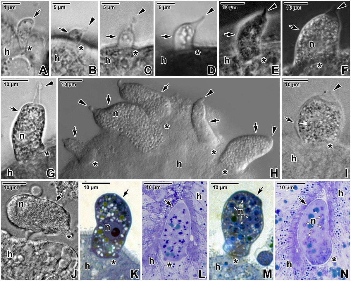 Eleutheroschizon duboscqi is a marine protococcidian that parasites the polychaete Scoloplos arminger🪱 . It grows epicellularly, enclosed in a two-membrane parasitophorous sac derived from the host cell, that ends in a protein-rich tail #Midweekmicrobe
📷 Valigurová et al. 2015