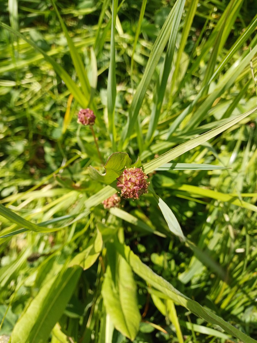 Lovely PFL event today at Rapisham site in Dorset, with a great group of farmers   what better way to spend time meeting new people#fwagsw #PFL #herballeys