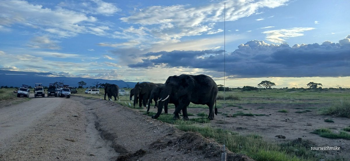 MuriithiMick's tweet image. Awesome Amboseli