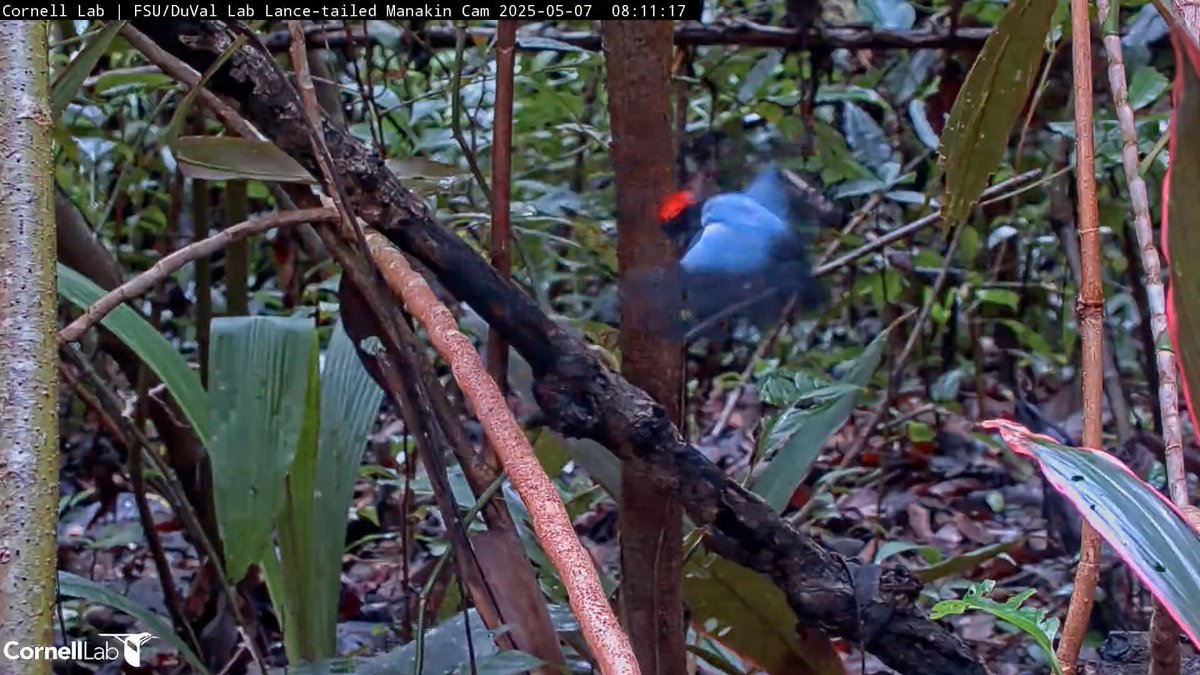 Lance-tailed Manakin Cam tweet media