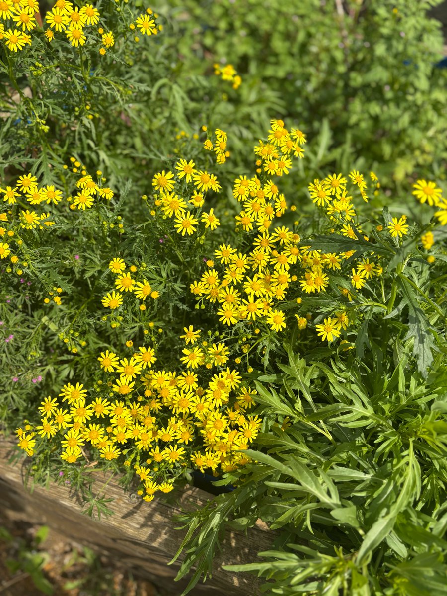 St Clement with St Peter Church tweet media