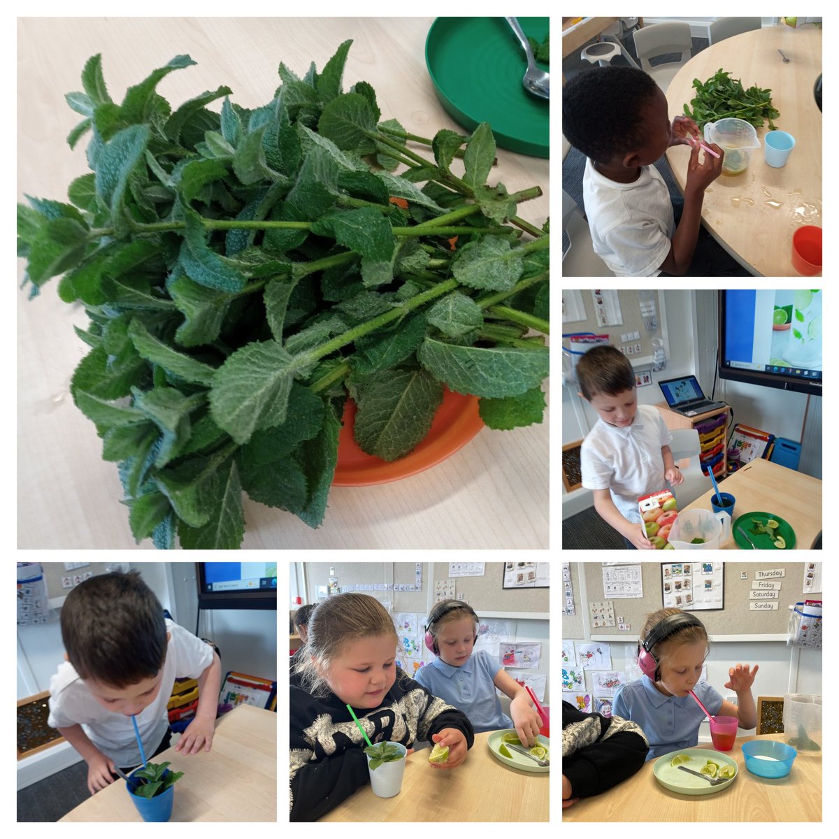 We picked some fresh mint from our playground today and used it to make a refreshing drink with lime juice and apple juice! 🥤