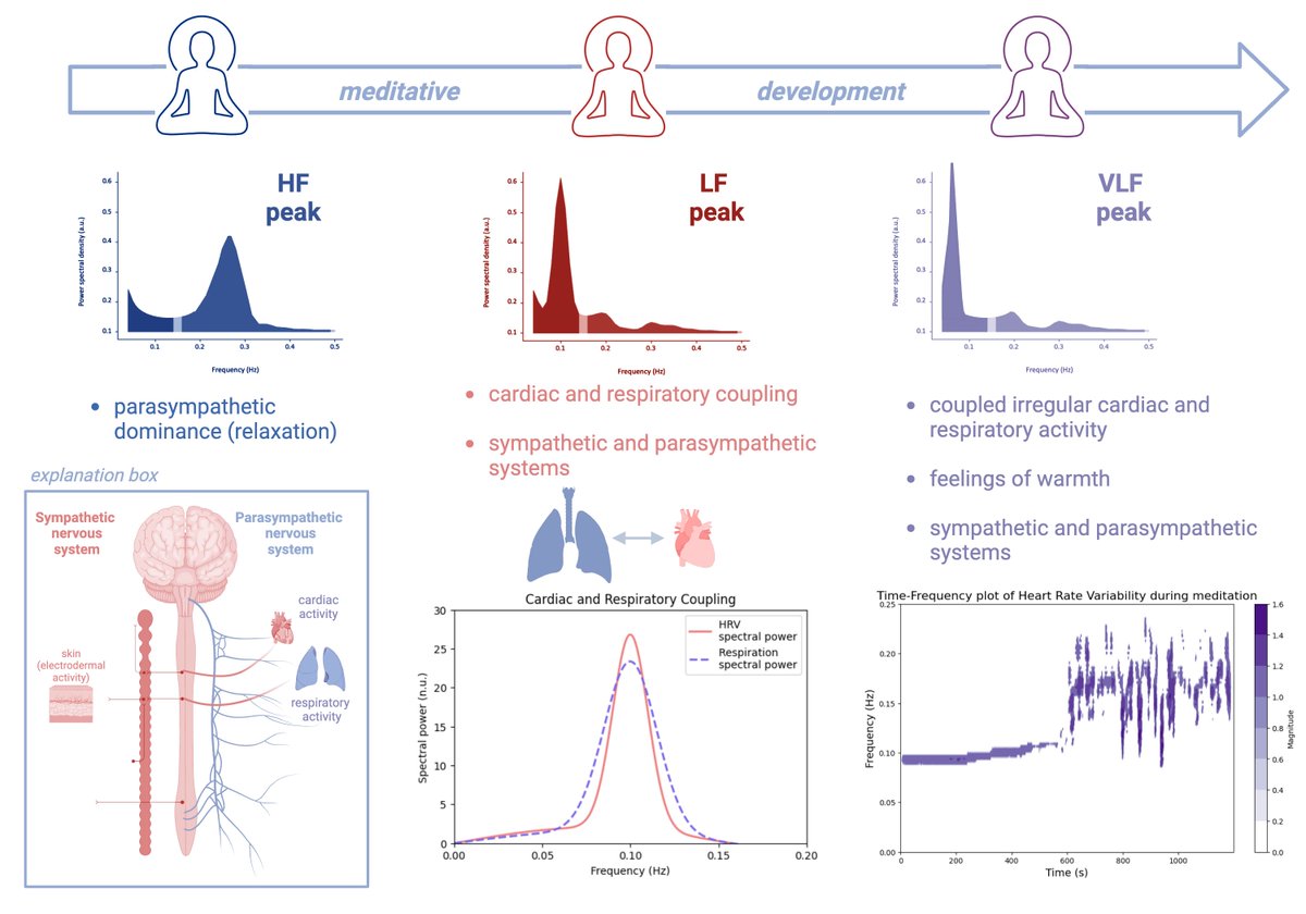 MatthewSacchet's tweet image. How does meditation affect our nervous system, especially after years of practice?
What we often label as “mindfulness stress relief” barely captures the full physiological complexity of long-term meditation practice.
In our new review in Neuroscience & Biobehavioral Reviews…