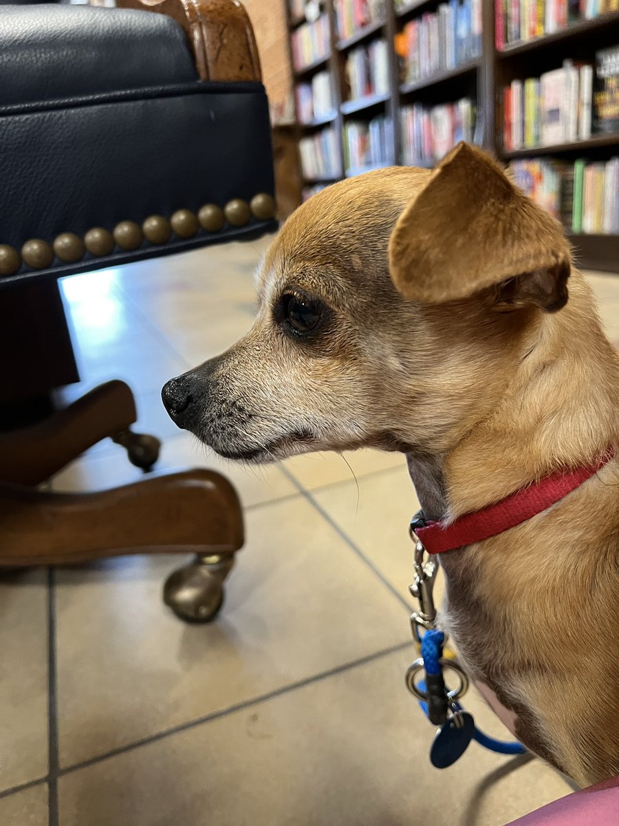 Miranda Paul (@miranda_paul) on Twitter photo My little assistant helped me autograph the books today. Thanks for welcoming him, <a href="/LionsMouthBooks/">Lion's Mouth Bookstore</a> 🥰🐕📚 My little assistant helped me autograph the books today. Thanks for welcoming him, <a href="/LionsMouthBooks/">Lion's Mouth Bookstore</a> 🥰🐕📚