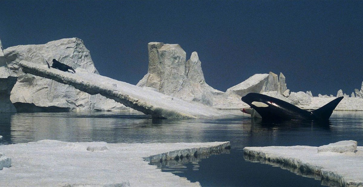 BDisgusting's tweet photo. DEEP BLUE SEA director Renny Harlin is diving back into the water to direct BLACK TIDES.

Inspired by real-life orca attacks, the survival thriller will be "shot old-school, with in-camera effects and real water work." https://t.co/iU6CICf2bv