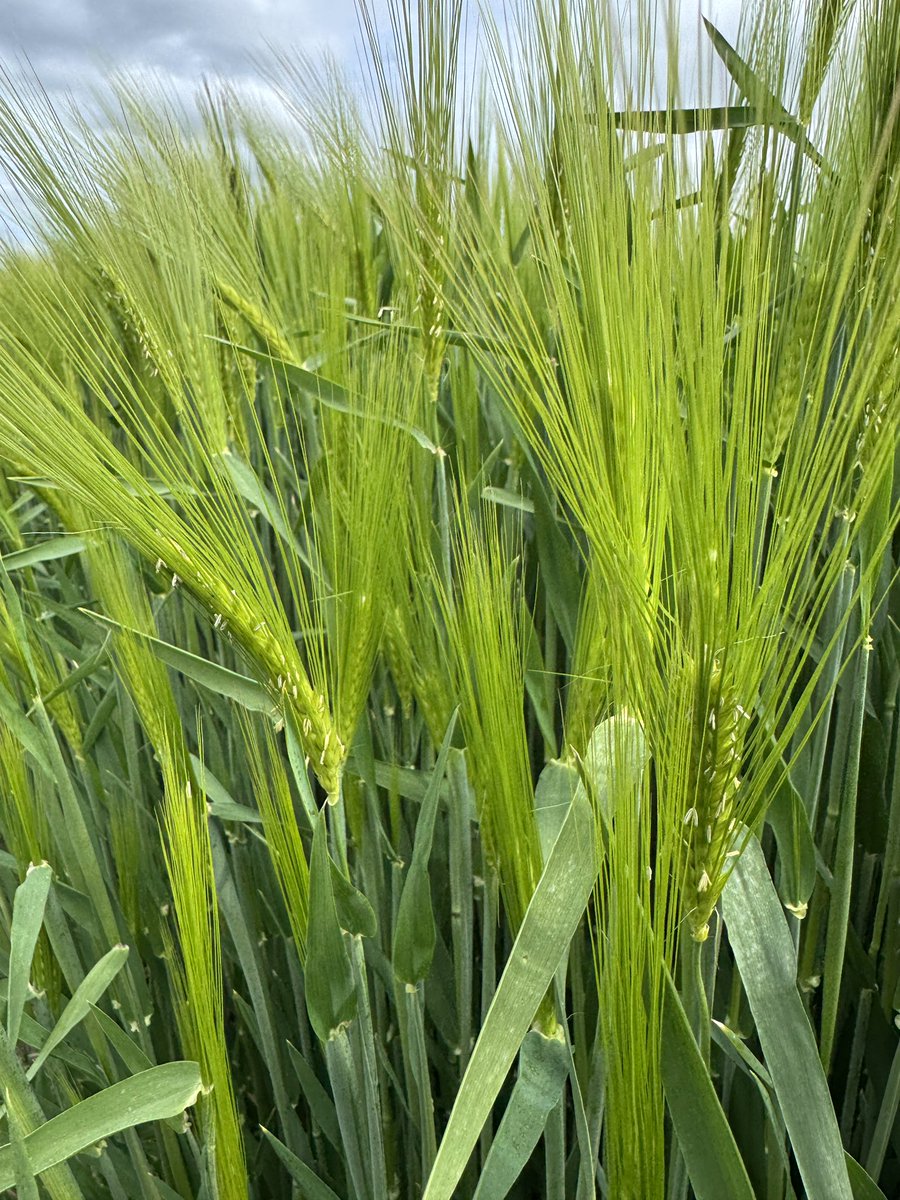 Hybrid barley looking powerful into flower. #forage #AD low inputs this year using PTZ, Teb and Az. ☀️