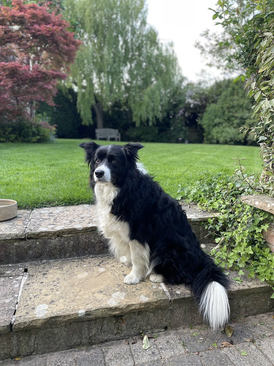 MollieC20's tweet image. Evening pose close to Dad’s neatly cut lawn 🐶 🌞 #bordercollie