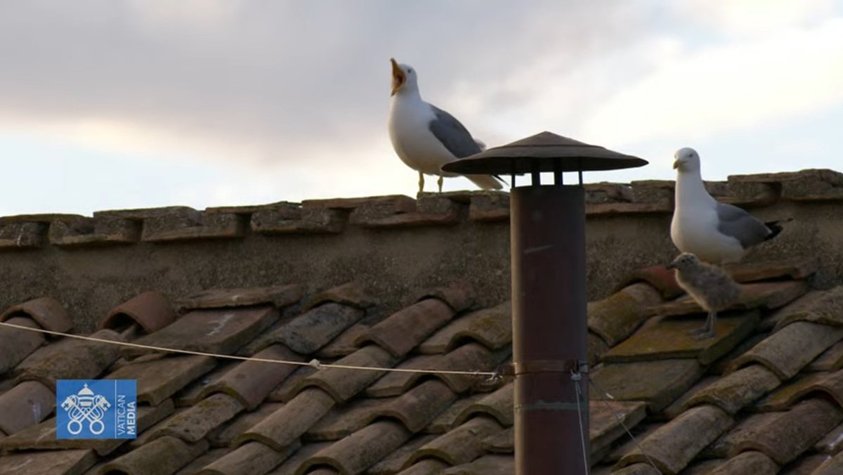 Local seagull family with the best seats in the house...and an audience of millions. 🐦