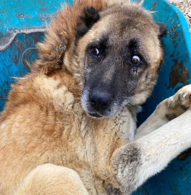 Şu gozlerdeki korkuyu anlamayip empati kuramayan vicdansizlarla tek bir isim dahi olmaz olamaz. Canımı ortaya koymuşum yaşatmak için . Yalan vaadlere, milletin gazını almak için atılan nutuklara, uzuluyormus gibi görünüp kapalı kapılar arkasında sakalasanlara inanmayacak kadar