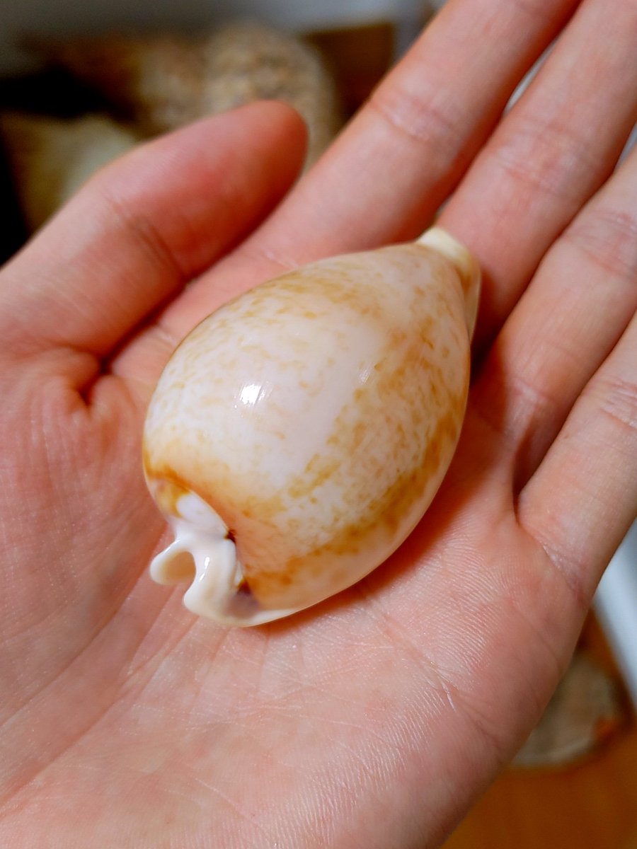 ｷﾁ貝 (@makimakiyuuta) / X