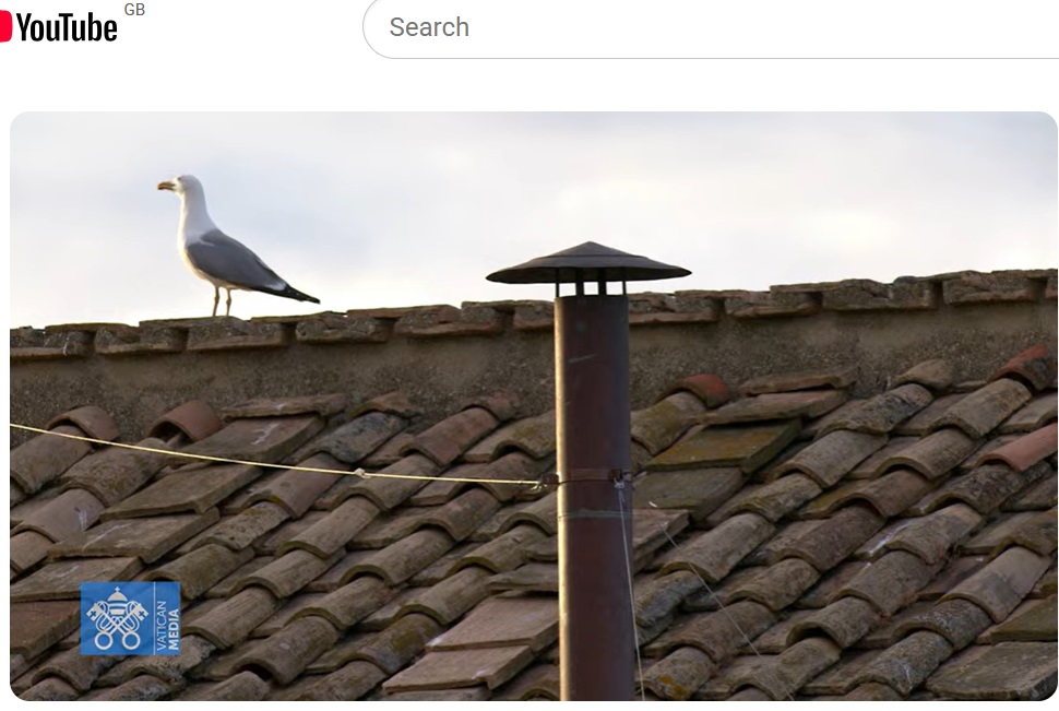 thousands if not millions of people all over the world are watching this one bird bathing in the glow of a roman sunset together and I think that's beautiful