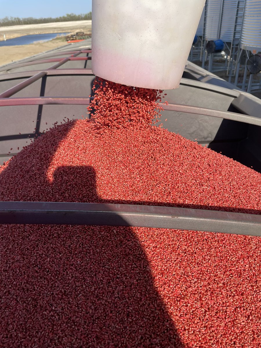 UPLSummerExpert's tweet photo. One of our UPL growers putting Rancona® Trio on their wheat seed this spring.
That rich red coat isn’t just for looks — it’s broad-spectrum protection against early-season diseases, helping ensure strong, even emergence.
Healthy starts. Better yields.

#RanconaTrio #UPLCanada #SeedTreatment #WheatSeed #GrowersThatLead #AgTwitter