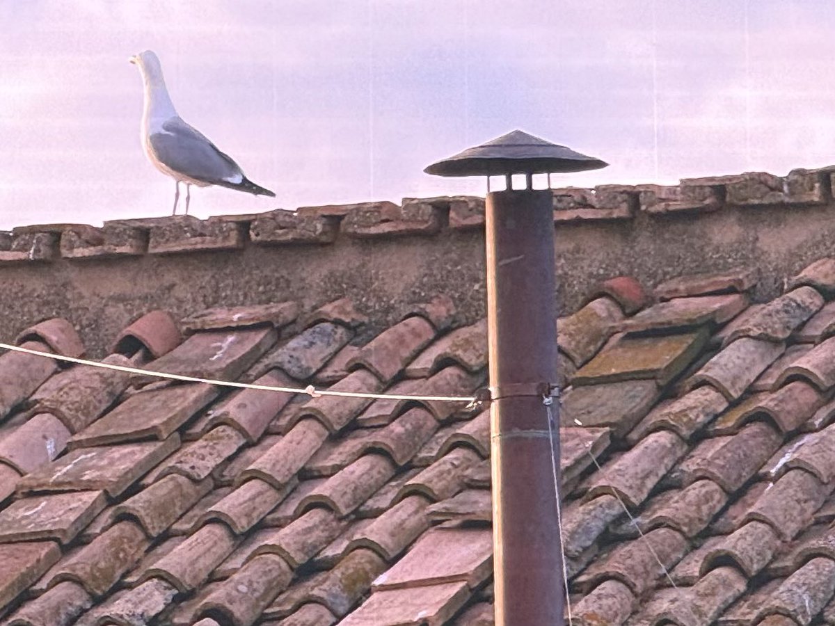 RafaelRomoCNN's tweet photo. As we wait for smoke to billow out of the Sistine Chapel here at The Vatican, a seagull makes its world premiere.
#TheVatican #Conclave #SistineChapel #Rome #Italy #FamousBirds #CNNCoverage https://t.co/doySjqGo1r
