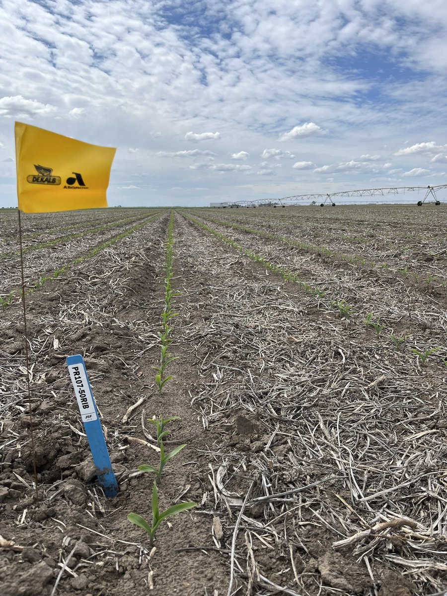 DKAS_Nebraska's tweet image. Uniform emergence and strong early vigor showing in today’s Preceon plot checks. 2025 is off to a strong start!

#DEKALBASGROW #Preceon