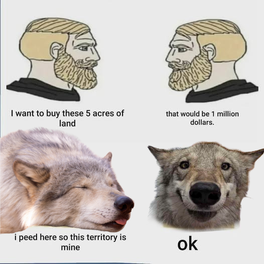 Some Kind of Wolf (@jimmybelvins) on Twitter photo  Some Kind of Wolf (@jimmybelvins) on Twitter photo