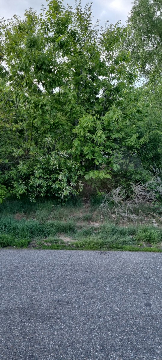 Avondje cruisen op Bruggelen #cruising #bitrucker #geil #genieten #pijpen #spuiten