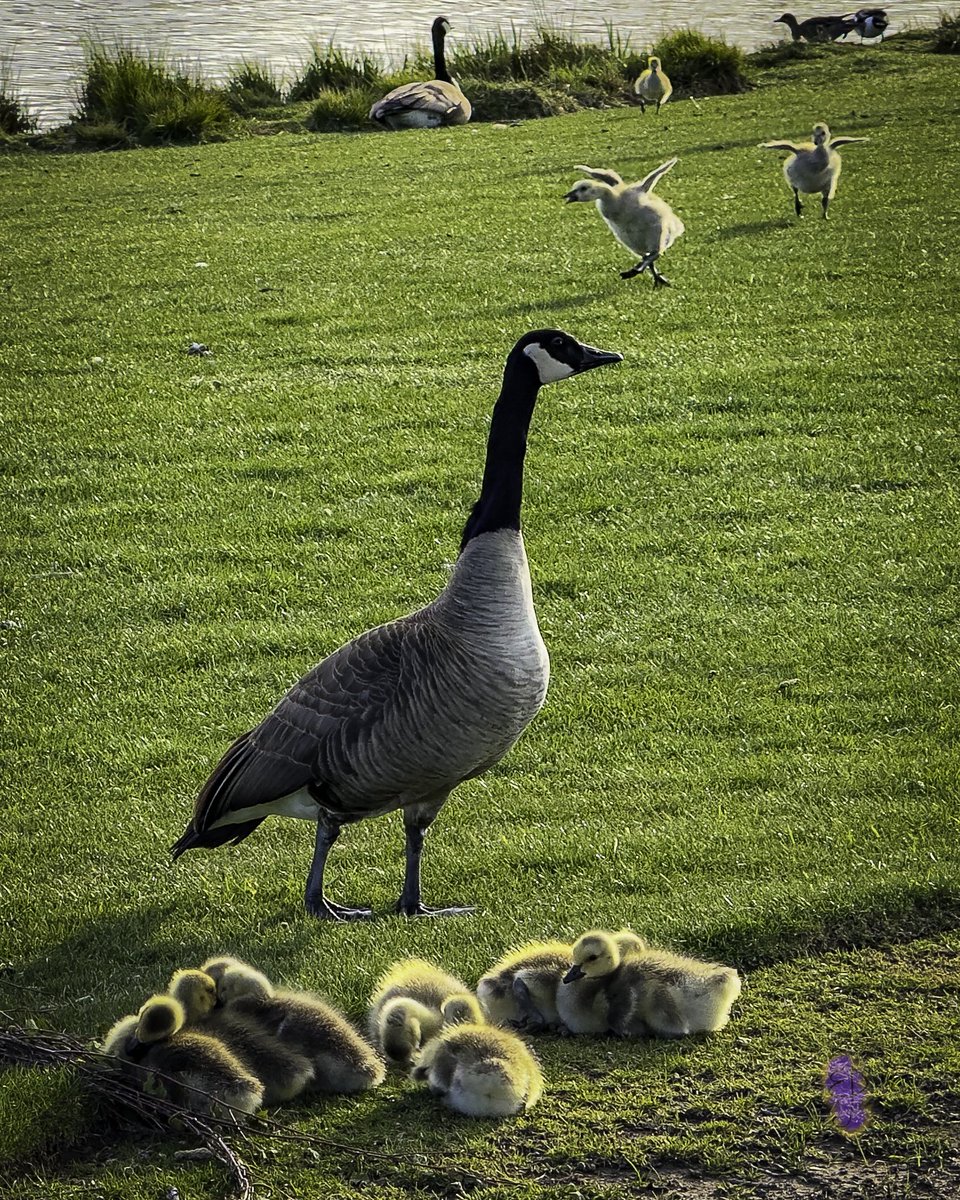 BoundlessDigi's tweet image. Just some geese doing goosie-type things ❤️