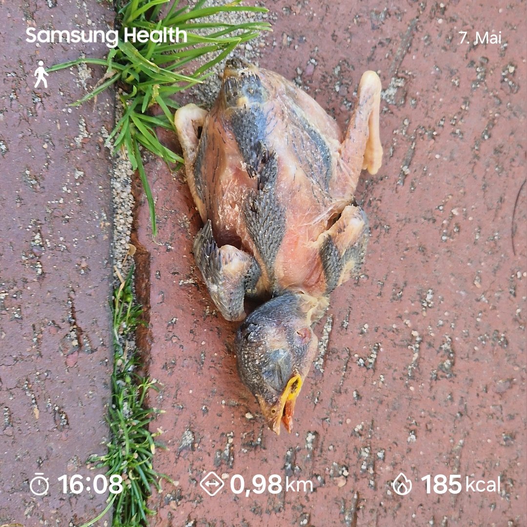 #Eiko 🐶 war da – auf die #Bestattung⚰️🪦⚱️  musste verzichtet werden …🐤