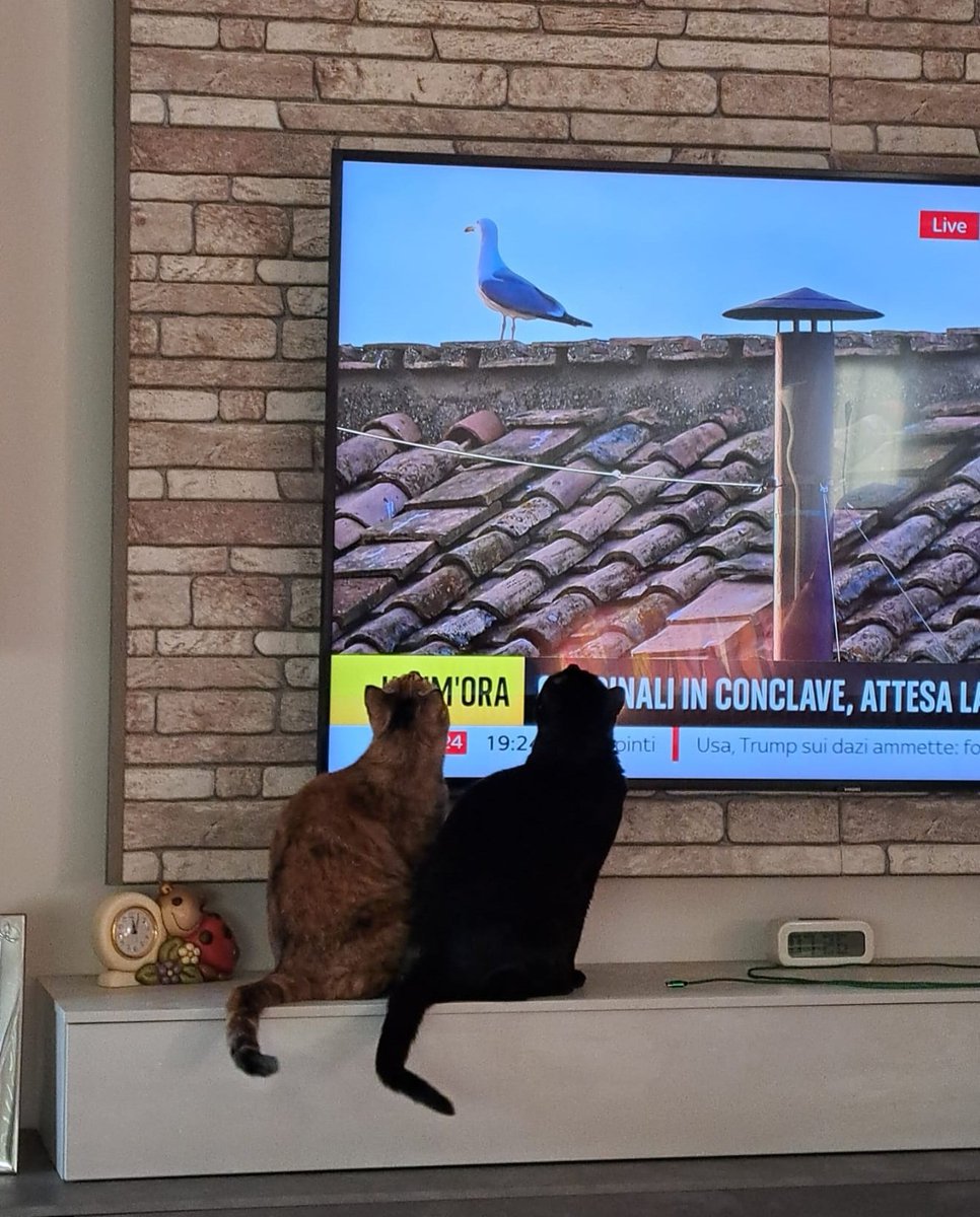 S_W_Shadow's tweet image. I'm watching Sky News waiting for the smoke, and my cats decided that the seagull on the Sistine Chapel's roof is the single most exciting thing ever 🤣

#Conclave