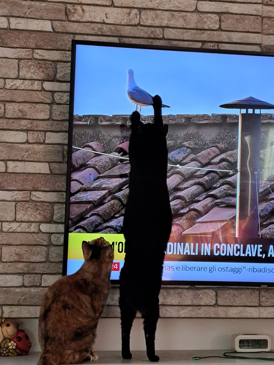 S_W_Shadow's tweet image. I'm watching Sky News waiting for the smoke, and my cats decided that the seagull on the Sistine Chapel's roof is the single most exciting thing ever 🤣

#Conclave