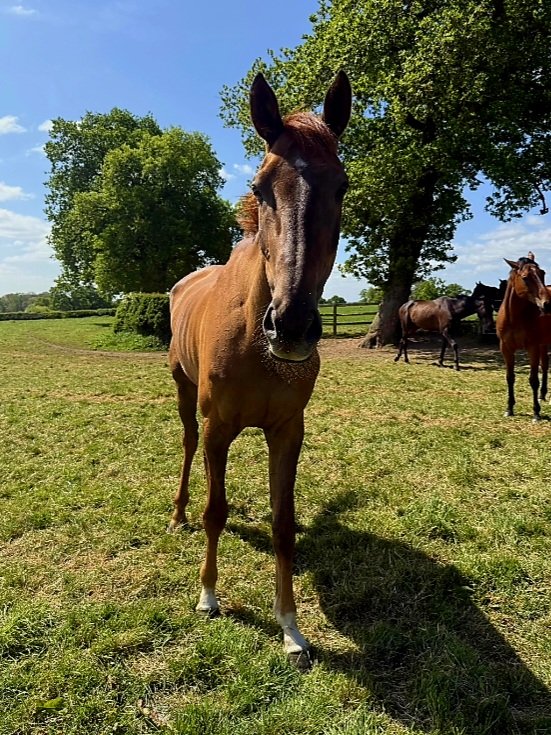 Supreme Shot enjoying the sunshine on his Summer break <a href="/G_G_Racing/">Greenall Guerriero Racing</a> His older half brother ( both out of Hester Flemen )  Jentobello just won on his bumper debut.  <a href="/KelsoRacecourse/">Kelso Racecourse</a>