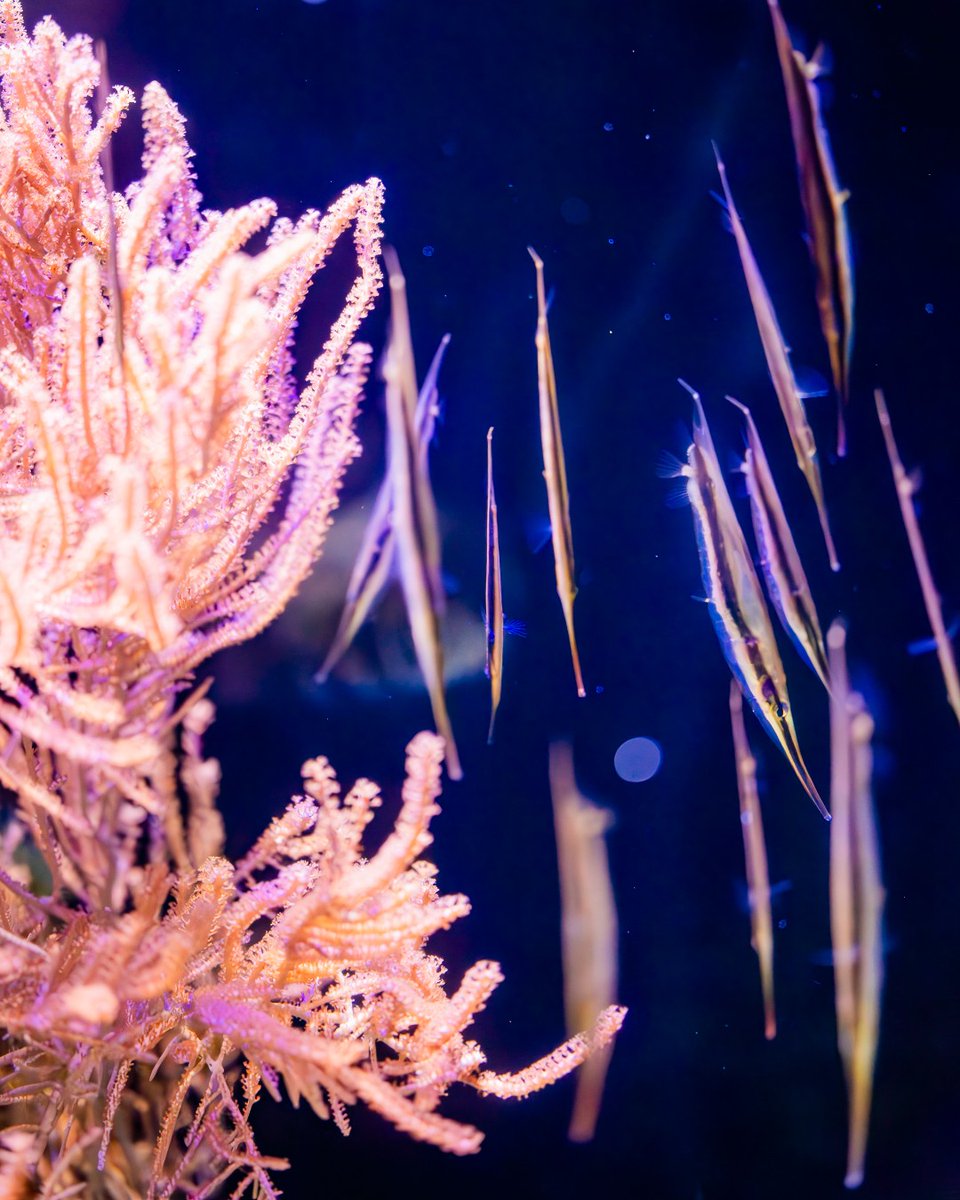 Meet the #shrimpfish, a funky-shaped fish that swims tail-up, snout-down in perfect harmony! Their vertical vibe and sleek black stripe help them blend in among the spines of a sea urchin. You can find this fish in our Seadragons &amp; Seahorses exhibition.