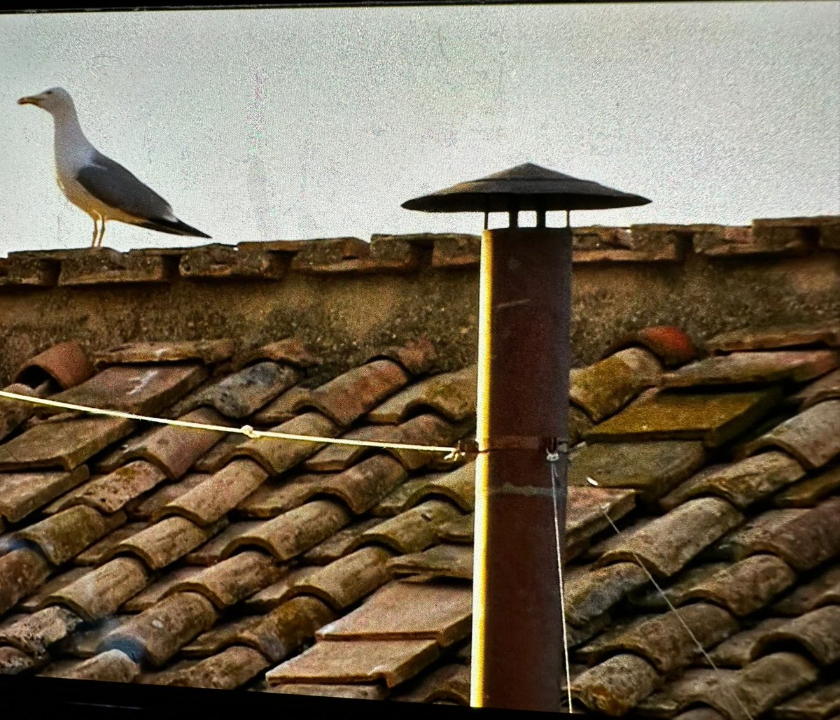 The most famous seagull #Conclave2025