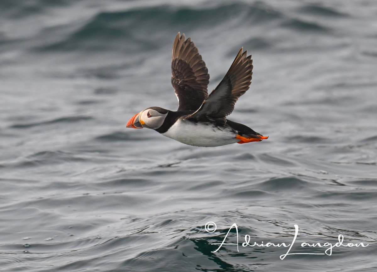 Adrian Langdon (@maxshearwater) on Twitter photo A few seabirds from a trip out to Annet, Bishops Rock & the Western Rocks from St.Mary's on Scilly today whilst tour leading for <a href="/naturetrektours/">Naturetrek</a>
Amazing weather made it even more special! <a href="/Kernowringer/">Peter Roseveare</a> <a href="/BobBosisto/">Bob Bosisto</a> <a href="/camelbirder/">Derek Julian</a> <a href="/JasminaGoodair/">Jasmina Goodair</a> A few seabirds from a trip out to Annet, Bishops Rock & the Western Rocks from St.Mary's on Scilly today whilst tour leading for <a href="/naturetrektours/">Naturetrek</a>
Amazing weather made it even more special! <a href="/Kernowringer/">Peter Roseveare</a> <a href="/BobBosisto/">Bob Bosisto</a> <a href="/camelbirder/">Derek Julian</a> <a href="/JasminaGoodair/">Jasmina Goodair</a>
