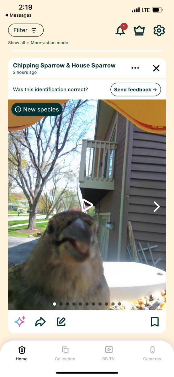 For the bird lovers. Still have my bird feeder