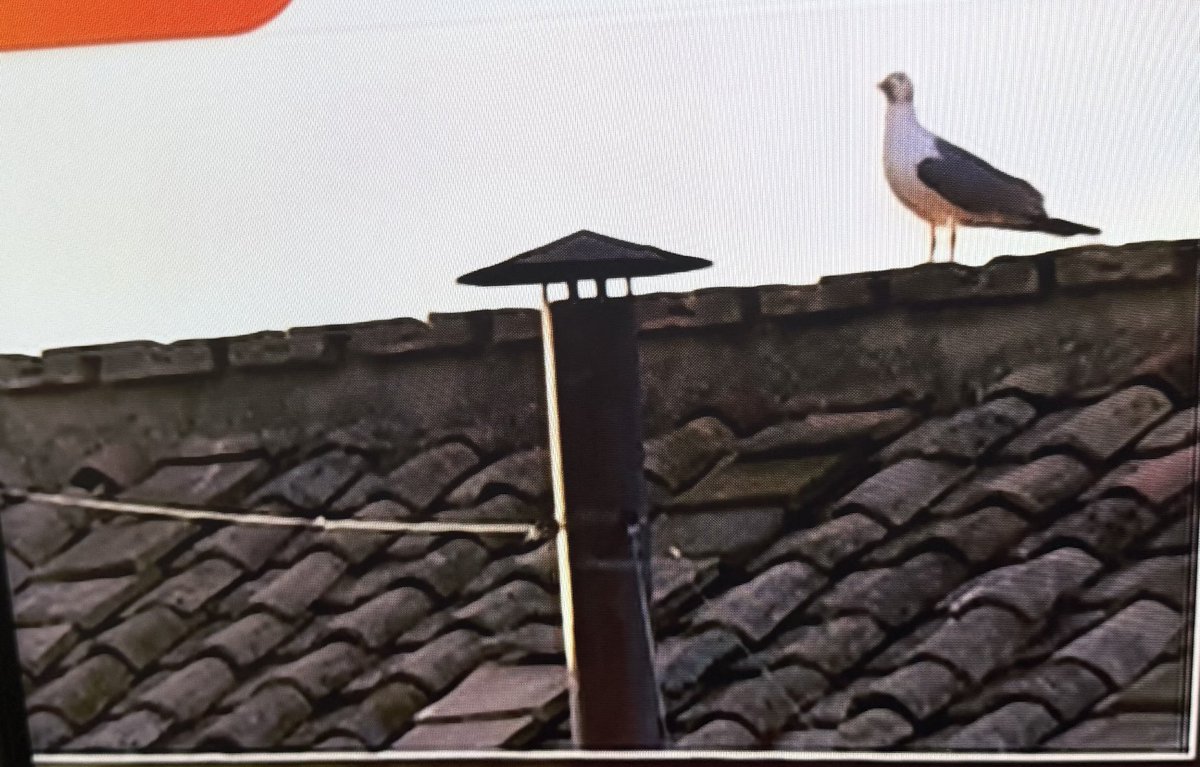 Il gabbiano controlla la fumata