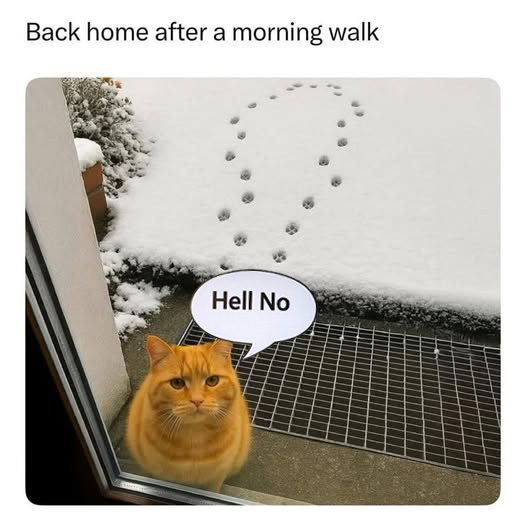 PBCryptokitties's tweet image. Same.  #CatsOfTwitter #CatsOnX #cats