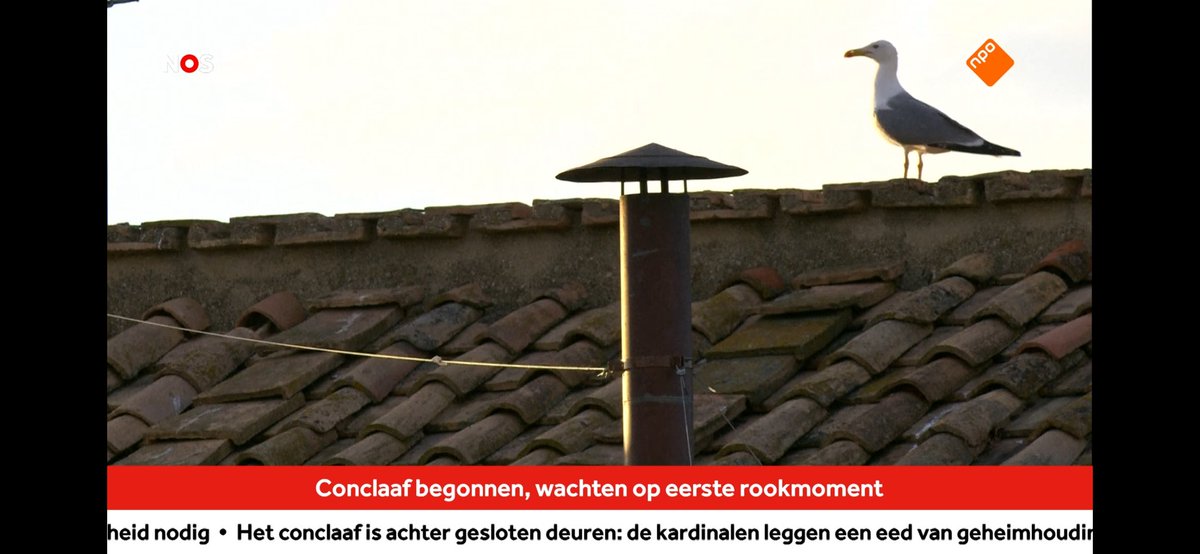 Is dit nu een luistervink?