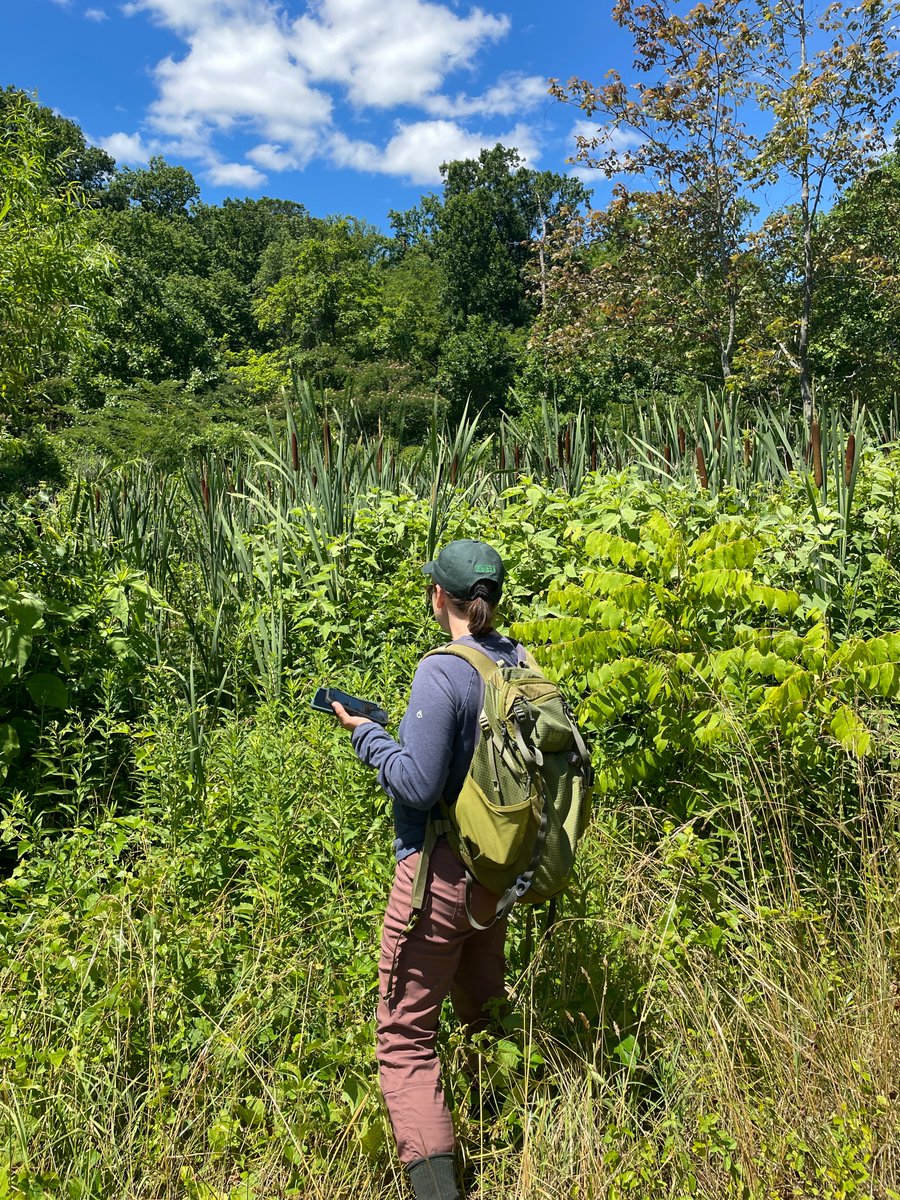 Our scientists spend time mapping and surveying #DistrictWetlands to get an accurate inventory of our wetland resources, conditions, and functions. 

There is always something to discover like this long-tailed salamander observed in NW! #AmericanWetlandsMonth