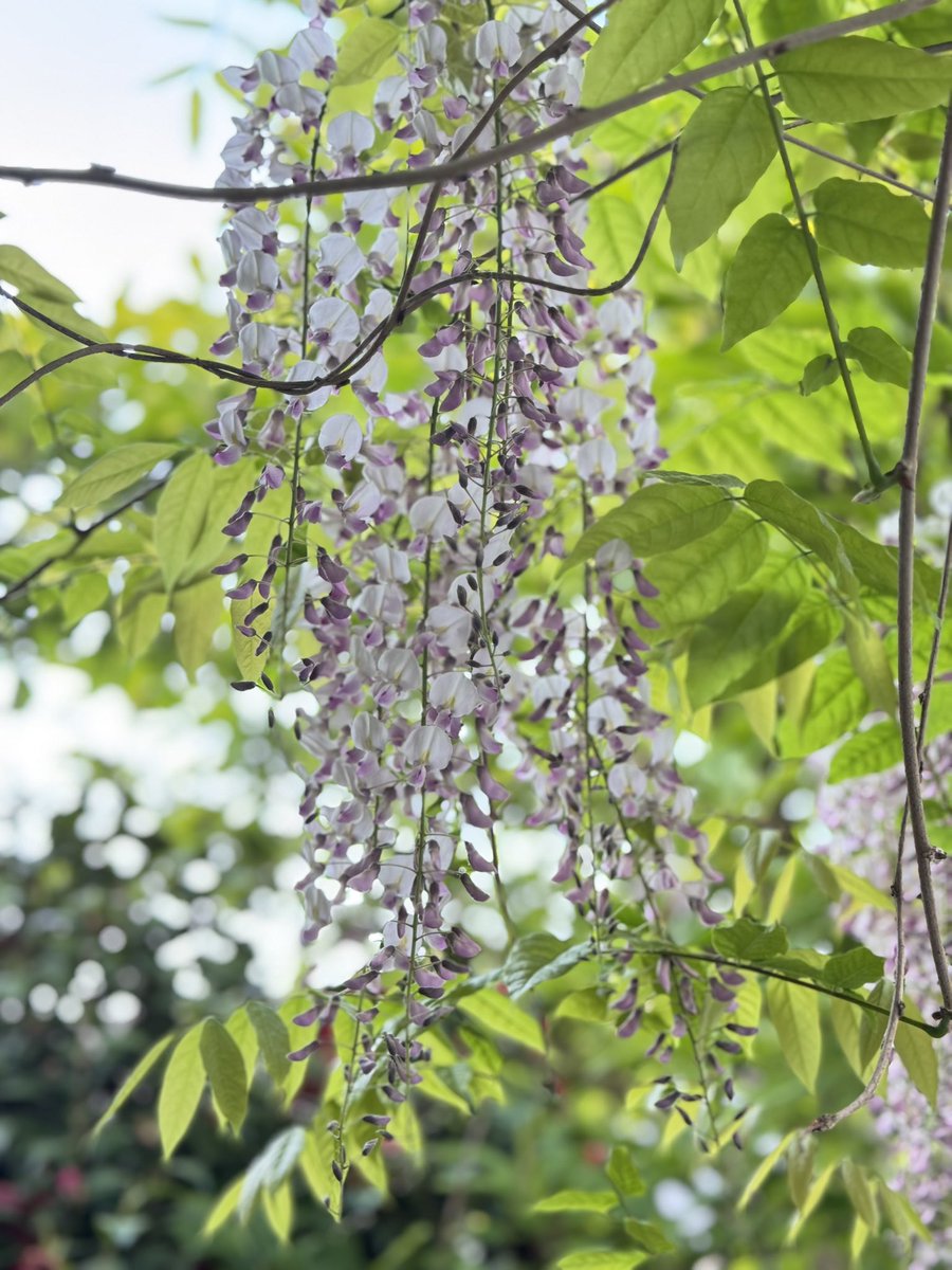Восимьлет! Восемь лет я думала, что это «мужская особь» и никогда не зацветет.  Я уже пообещала ей выкорчевать ее вместе с вентиляцией, которую она оплела. И вот чудо случилось 🤩
ОНА ЗАЦВЕЛА!  У меня тысяча фотографий. А вам в ленту только две😘