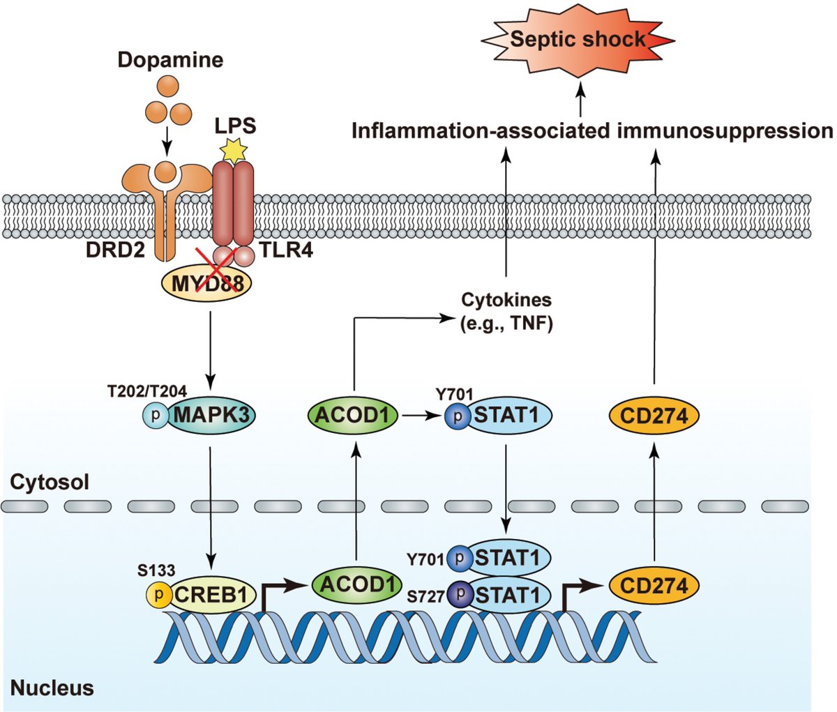 Science Magazine (@sciencemagazine) on Twitter photo A new <a href="/ScienceAdvances/">Science Advances</a> study identifies a neuroimmune pathway for treating sepsis, finding that dopamine inhibits expression of a critical regulator of immunometabolism. This suggests that pramipexole, a dopamine agonist, could effectively treat lethal infections. A new <a href="/ScienceAdvances/">Science Advances</a> study identifies a neuroimmune pathway for treating sepsis, finding that dopamine inhibits expression of a critical regulator of immunometabolism. This suggests that pramipexole, a dopamine agonist, could effectively treat lethal infections.
