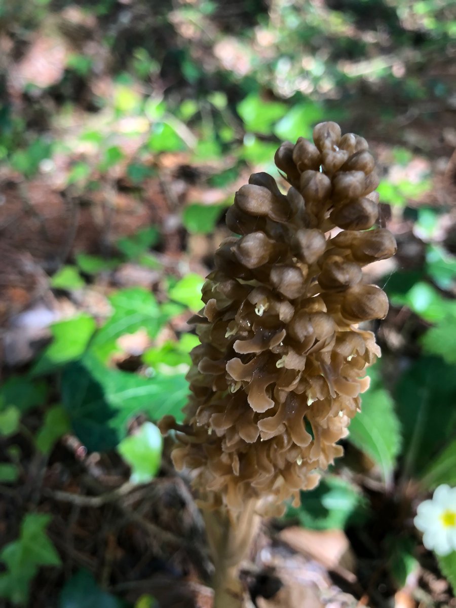 Early purple Orchids and Birds Nest Irchids out now in #Merlinwoods #Galway