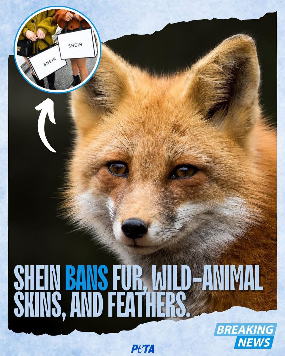 dominic dyer tweet media