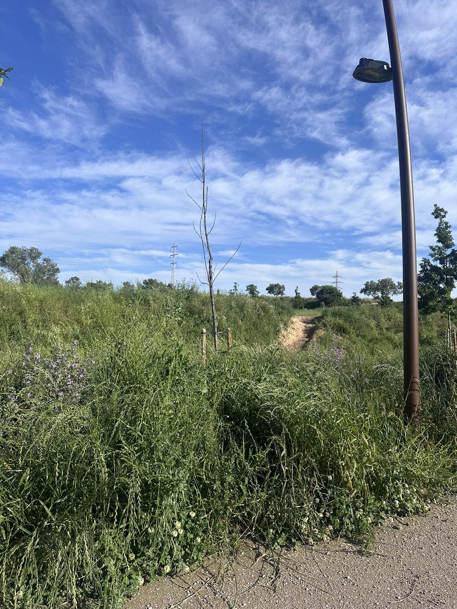 “La bombonera de Can Oriol” La joia de la corona del ajuntament, abandonat de manteniment a poques setmanes de la inauguració i contabilitzats més de 20 arbres morts. <a href="/volemrubiverd/">Volem Rubí Verd</a> <a href="/rubifotoquejas/">fotodenunciarubi</a>