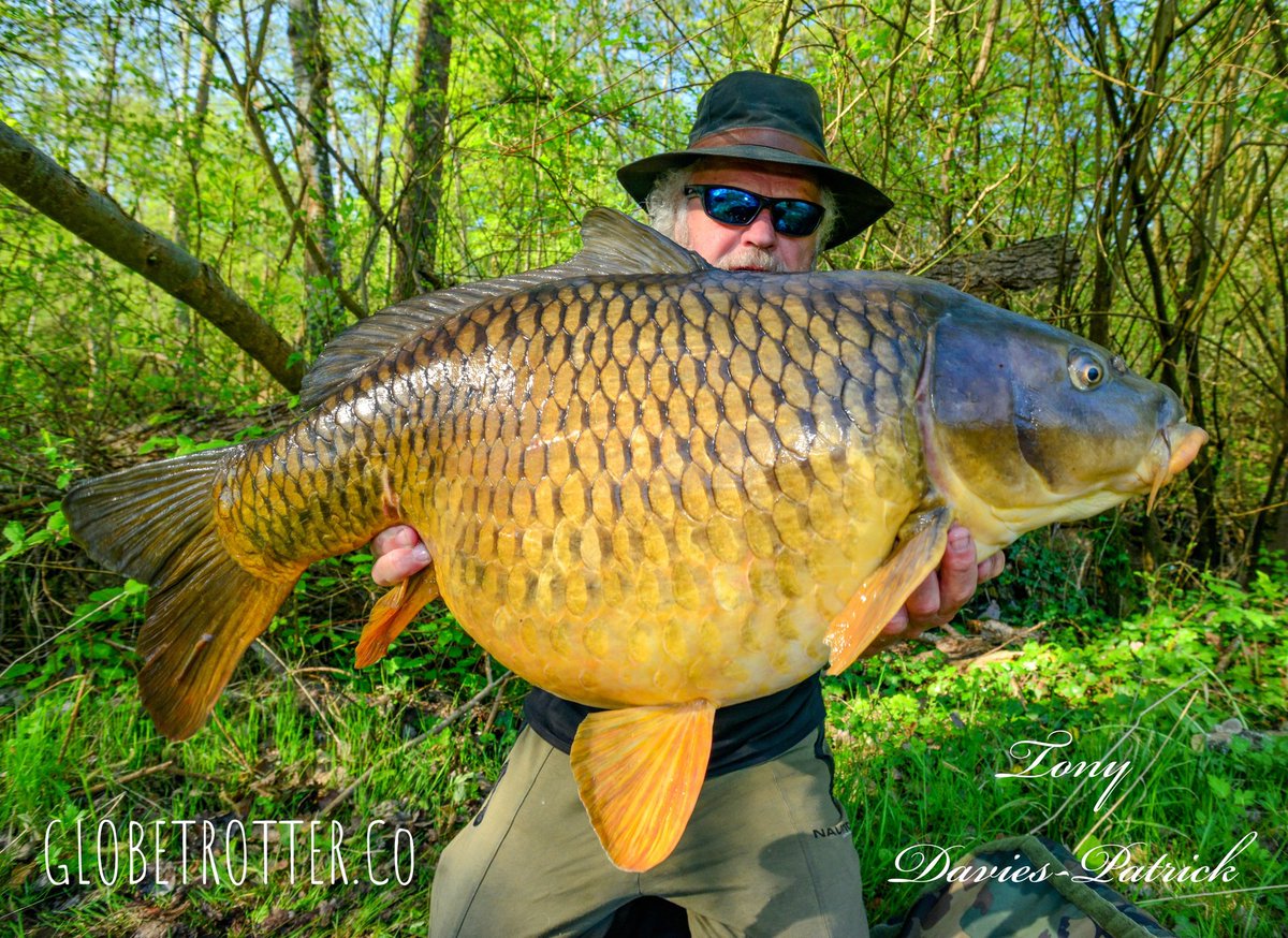 BARREL of RIVER GOLD 🥇 
A superb conditioned common carp caught recently from a wild northern river. GLOBETROTTER.Co 🌍