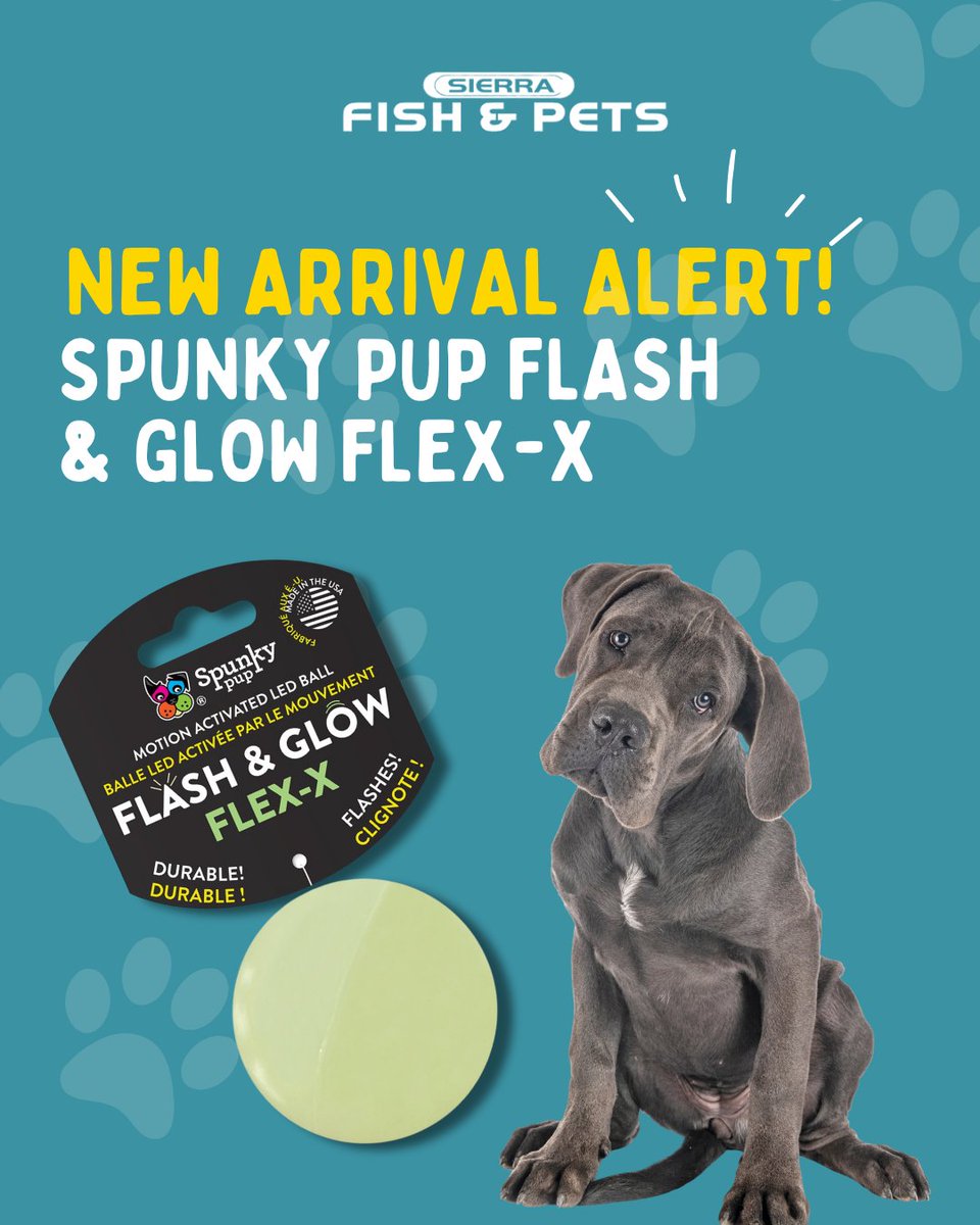 sierraspets's tweet image. New arrival alert! 🚨

Meet the Spunky Pup Flash &amp;amp; Glow Flex-X, a motion-activated LED fetch ball that lights up every bounce!

🐾 Learn more: Spunky Pup Flash &amp;amp; Glow

#SpunkyPup #LEDDogToy #FetchFun #LightUpToy #DogPlaytime