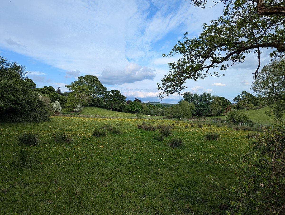 Walking to a spring parish council meeting—four gorgeous miles to Melbury Abbas along leafy lanes filled with cow parsley.
