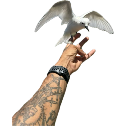 Waikiki Guy tweet media