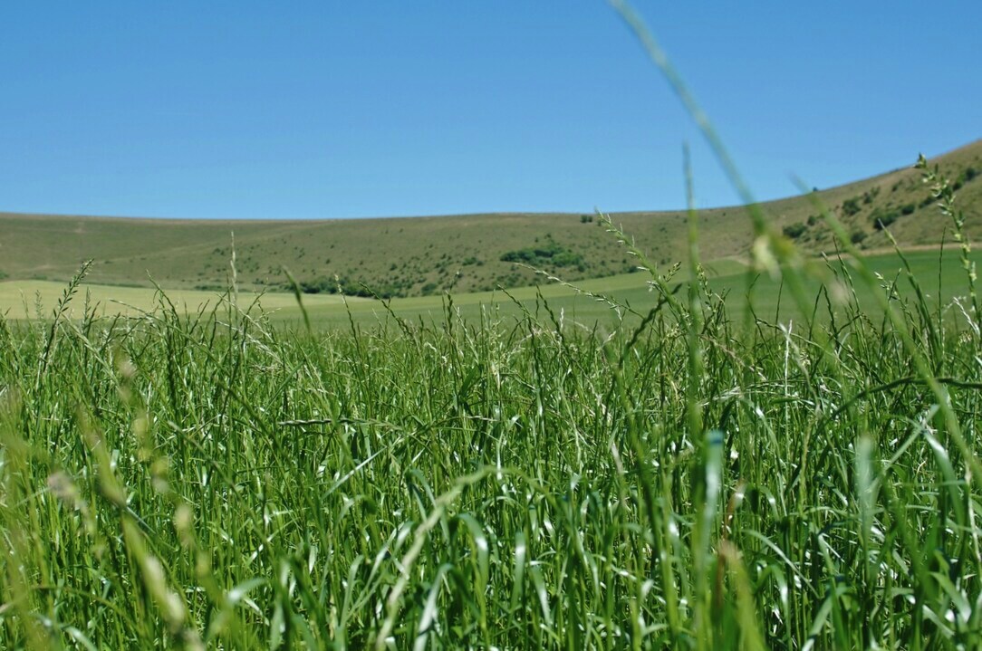 🚀 Grass growth has really taken off.

🍃 We are likely to see another surge in growth over the next 7-10 days. 

✅ NDF is slightly higher, and RFC lower.
✅ Protein is around 21% DM.

👀 Read the full report here - kont.ly/be14aaec

#forage #meettheforageteam