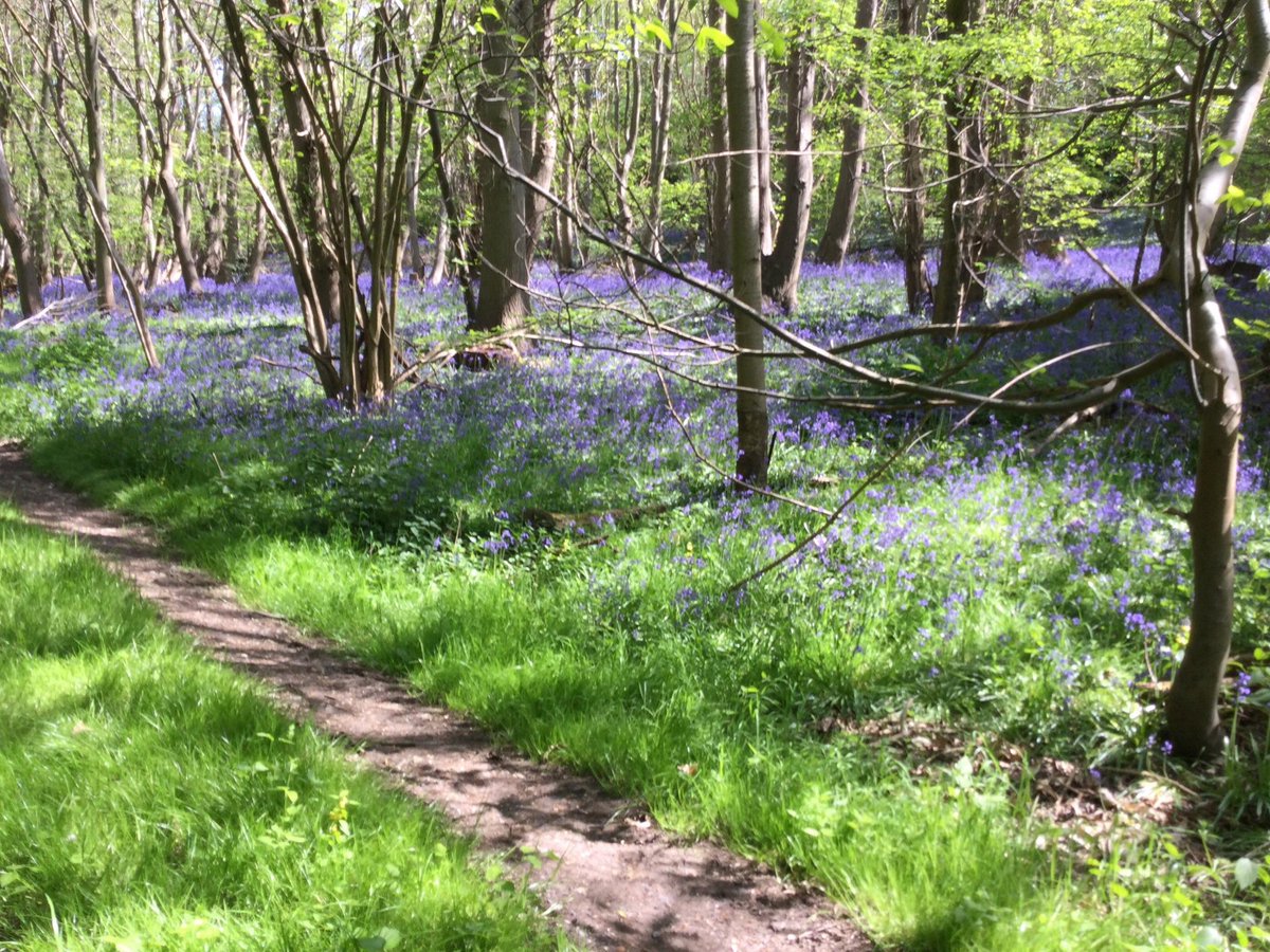 So lucky to have been able to take the class to see the Bluebells. Visiting the woods links beautifully to our topic ‘Farming and our local area’ thank you <a href="/Gillybean1961/">Gill</a> for allowing us to visit your beautiful land! Looking forward to more farm trips 🤩