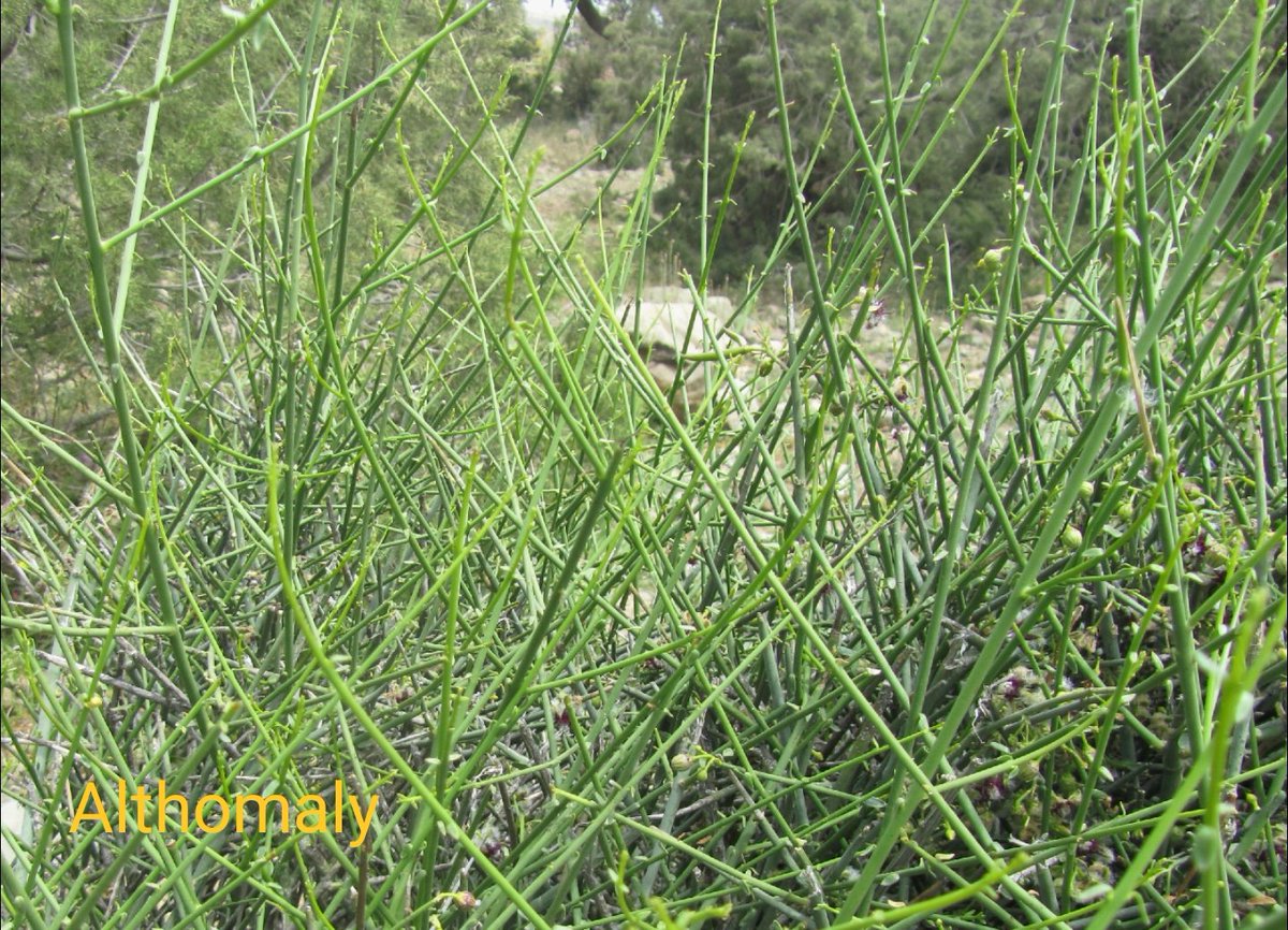 أ.د .عبدالله مصلح الثمالي tweet media