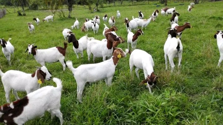 NEVER START GOAT FARM WITHOUT MASTERING THIS  THINGS 

1. Breeds and Selection: Understand different goat breeds due to suitability for meat, milk
2. Nutrition: Learn about their dietary needs. 
3. Housing and Fencing: Proper shelter and fencing are essential to keep goats safe