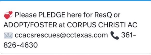 OlwynHope's tweet photo. #Thabeet #A380539 TBK for SPACE as well as having TREATABLE alopecia! He will be put to sleep 5/12 #CorpusChristi TX KILL SHELTER 💉THABEET will be a wonderful loyal friend to whoever takes him Just look at his coat and gorgeous face 🙏HELP HIM Survive 🙏 #PLEDGE4RESCUE #FOSTER https://t.co/uOUaJF241R