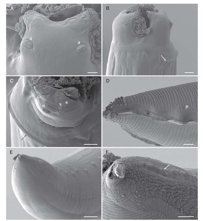 Plathelminthe4's tweet photo. Let's celebrate #DeepDay!
The description of Raphidascaris (Ichthyascaris) etelidis n. sp. (Nematoda, Anisakidae), from deep-sea lutjanid fishes off New Caledonia
https://t.co/WHqgYMs7BS https://t.co/NehZnYiYbo