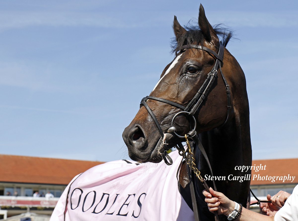 Steven Cargill (@steven_cargill) on Twitter photo Scenes <a href="/ChesterRaces/">chesterraces</a> today with <a href="/Ballydoyle/">Ballydoyle Racing</a>'s 9th Cheshire Oaks winner MINNIE HAUK and their 11th Chester Vase winner LAMBOURN. Scenes <a href="/ChesterRaces/">chesterraces</a> today with <a href="/Ballydoyle/">Ballydoyle Racing</a>'s 9th Cheshire Oaks winner MINNIE HAUK and their 11th Chester Vase winner LAMBOURN.